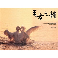 王者之韵——天鹅素描