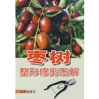 枣树整形修剪图解