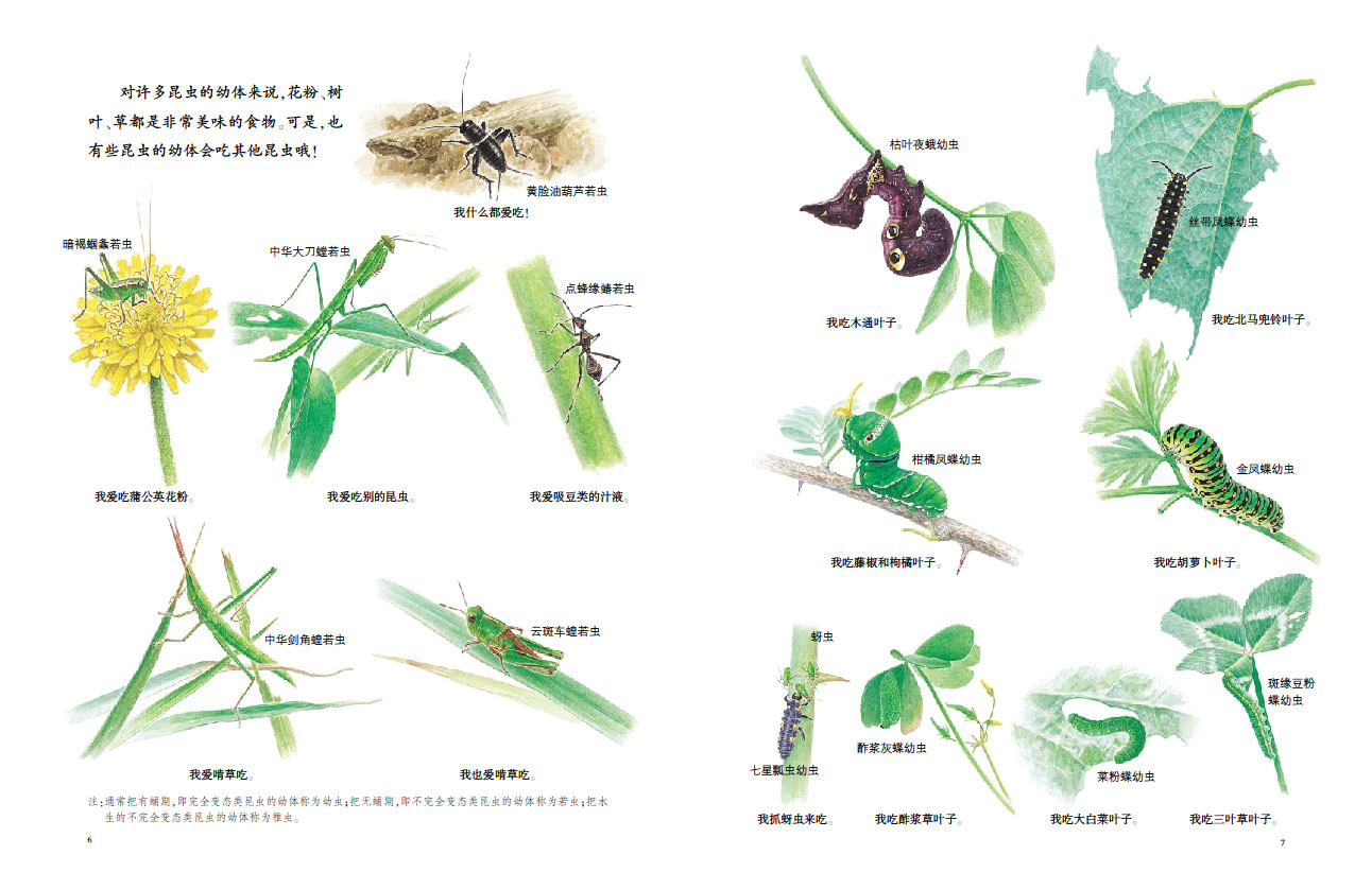 蒲公英自然绘本系列昆虫的秘密