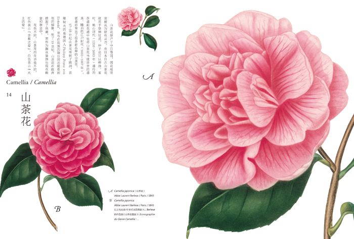 Ŀ  ¼ Ŀ¼ ǰ 2 紺 early spring ɽ軨 14 ѩλ 16 ѩƬ