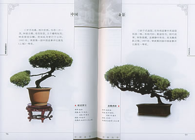 文字部分着重介绍通派盆景的艺术风格,制作盆景的主要树种,树木盆景的