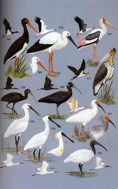 《中国鸟类野外手册》（全彩手绘图、观鸟者必备）