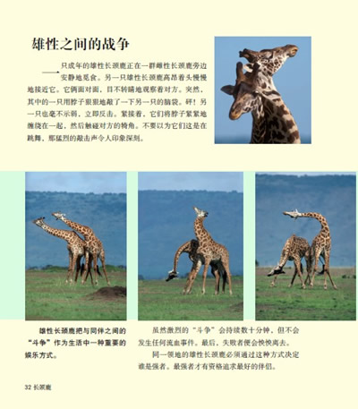 丛林绅士--长颈鹿 动物世界大写真