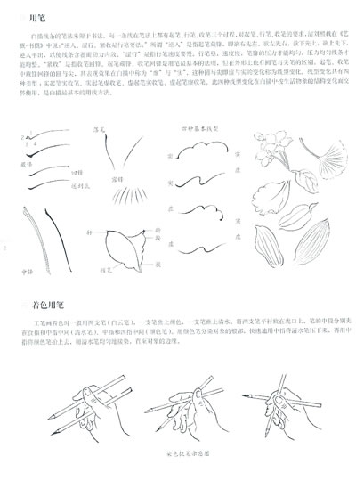 初学者之友—工笔百花