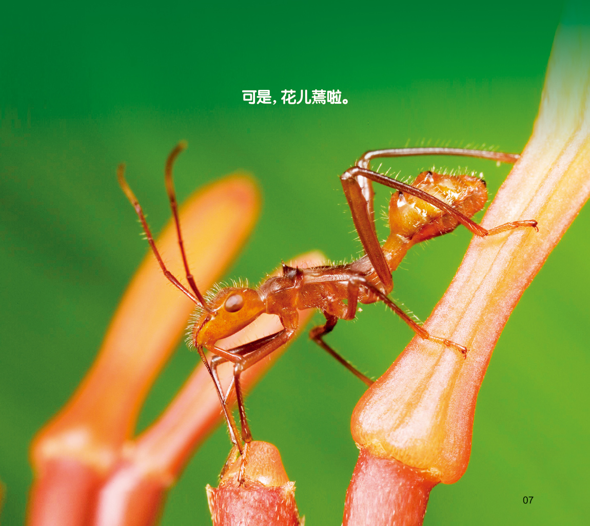 乐乐小动物:勤快的蚂蚁