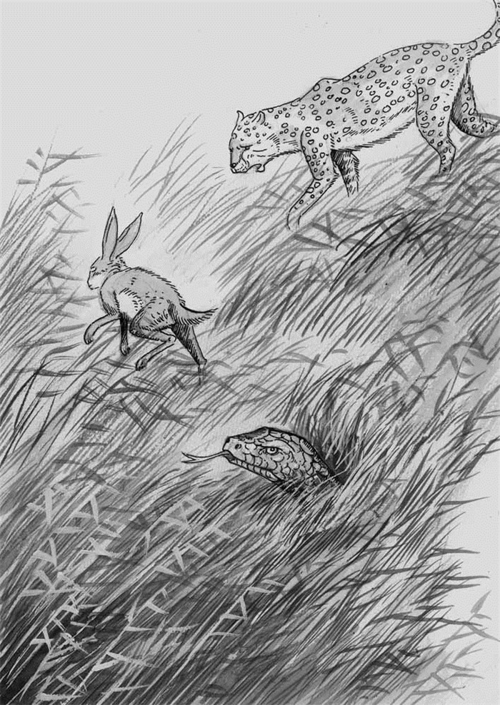 最后一头战象温尼伯狼